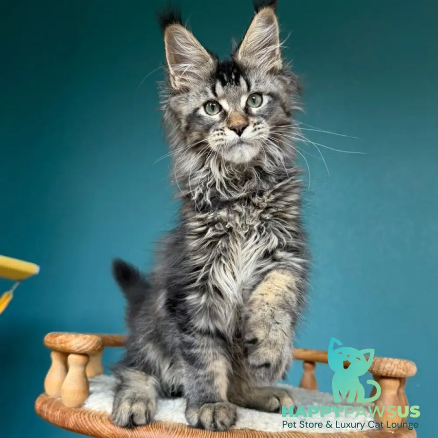 Tic Tak Maine Coon male black tabby - live animals