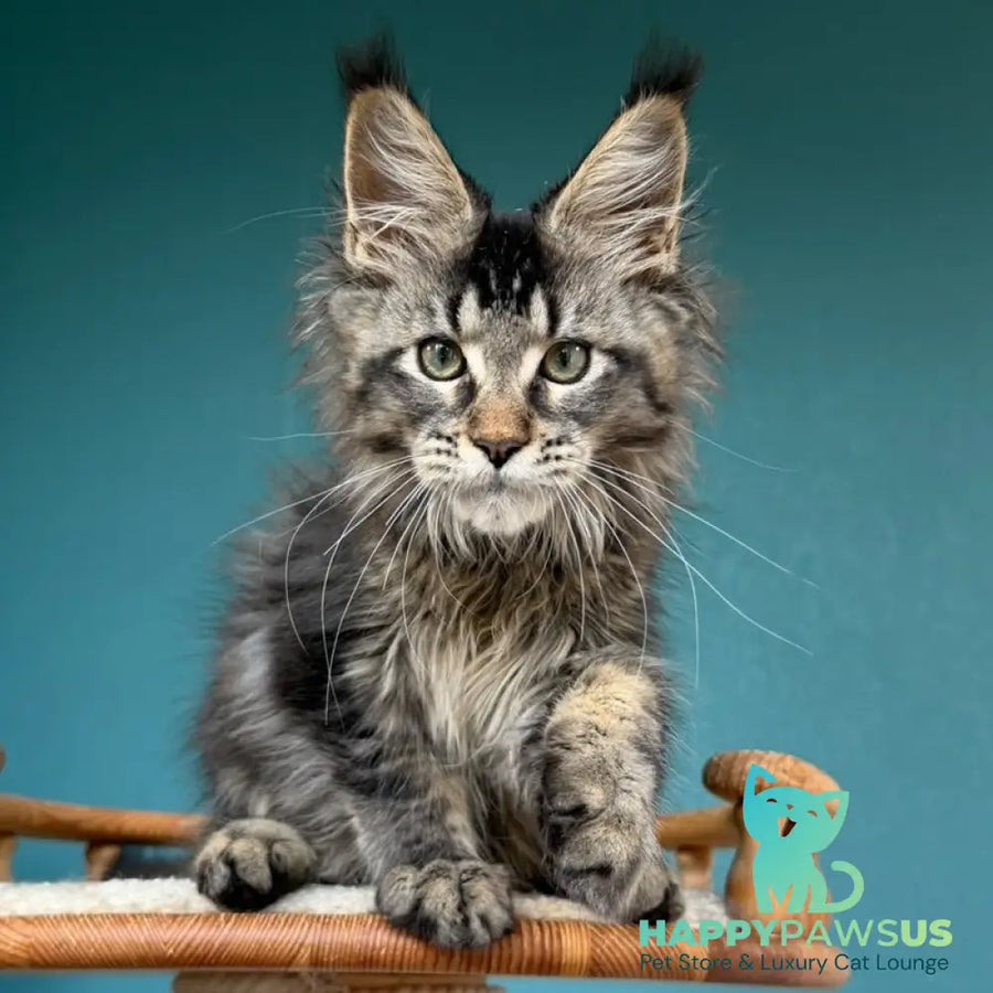 Tic Tak Maine Coon male black tabby - live animals