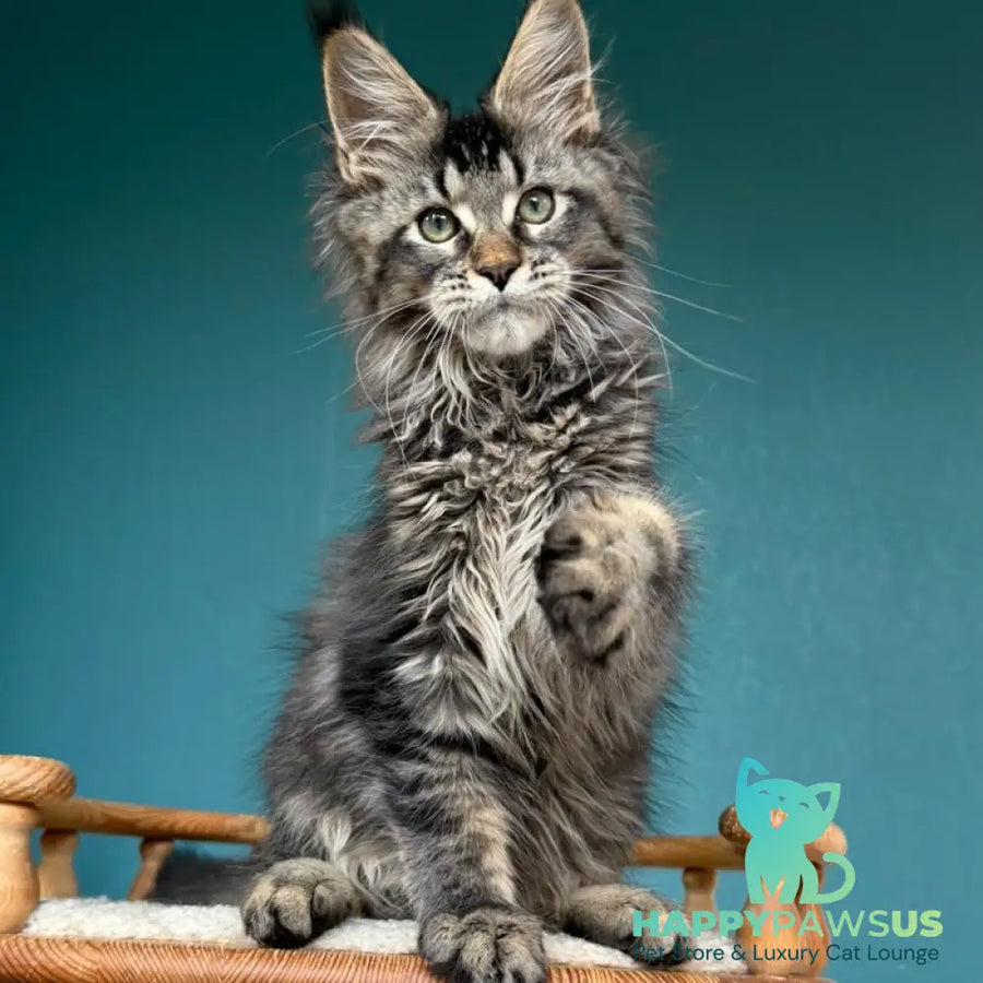 Tic Tak Maine Coon male black tabby - live animals