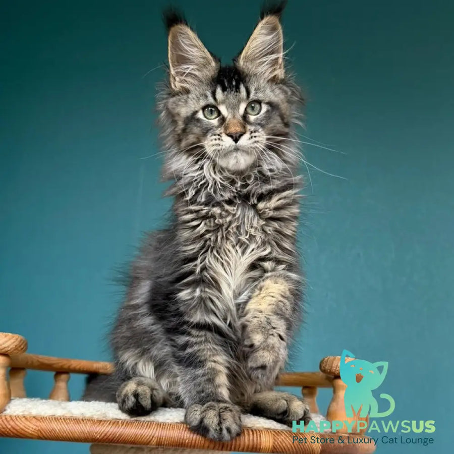 Tic Tak Maine Coon male black tabby - live animals