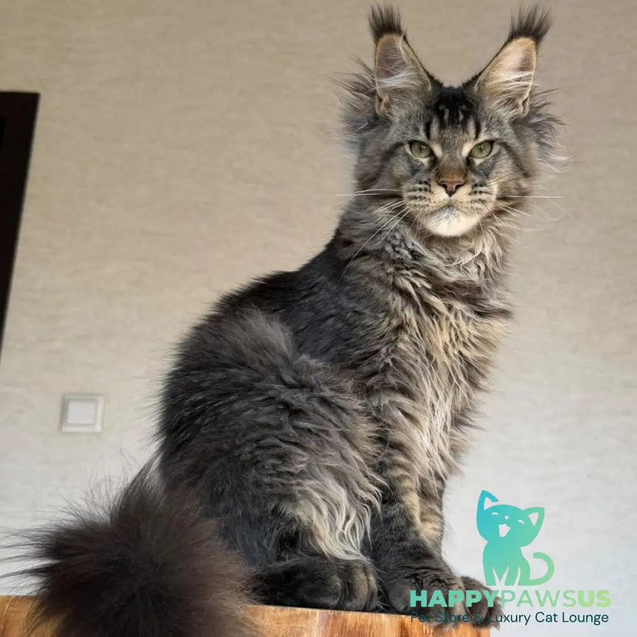 Tic Tak Maine Coon male black tabby - live animals