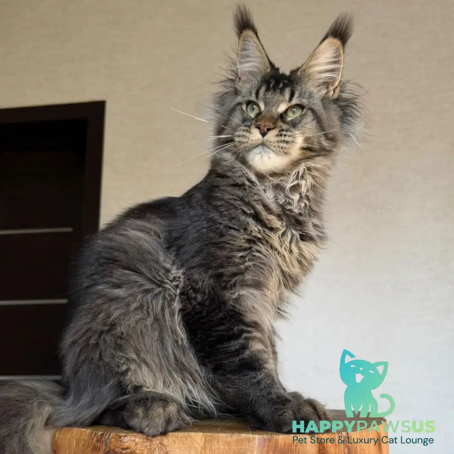 Tic Tak Maine Coon male black tabby - live animals