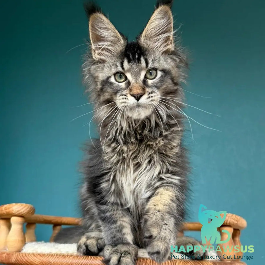 Tic Tak Maine Coon male black tabby - live animals