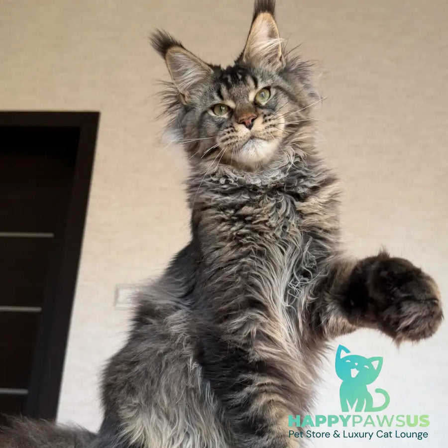 Tic Tak Maine Coon male black tabby - live animals