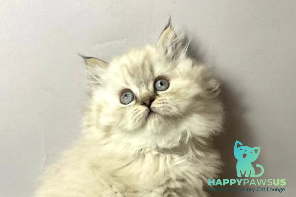 Tifani British Longhair female black silver tabby pointed live animals