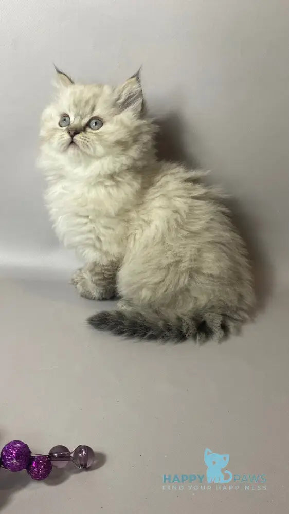 Tifani British Longhair female black silver tabby pointed live animals