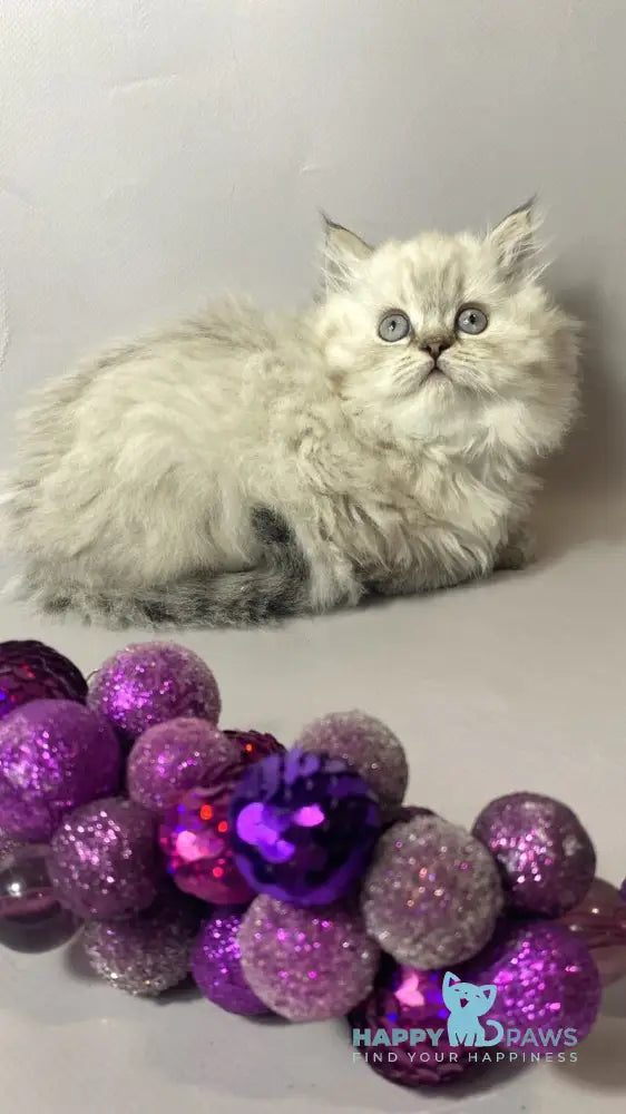 Tifani British Longhair female black silver tabby pointed live animals
