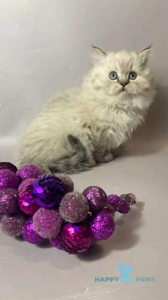Tifani British Longhair female black silver tabby pointed live animals