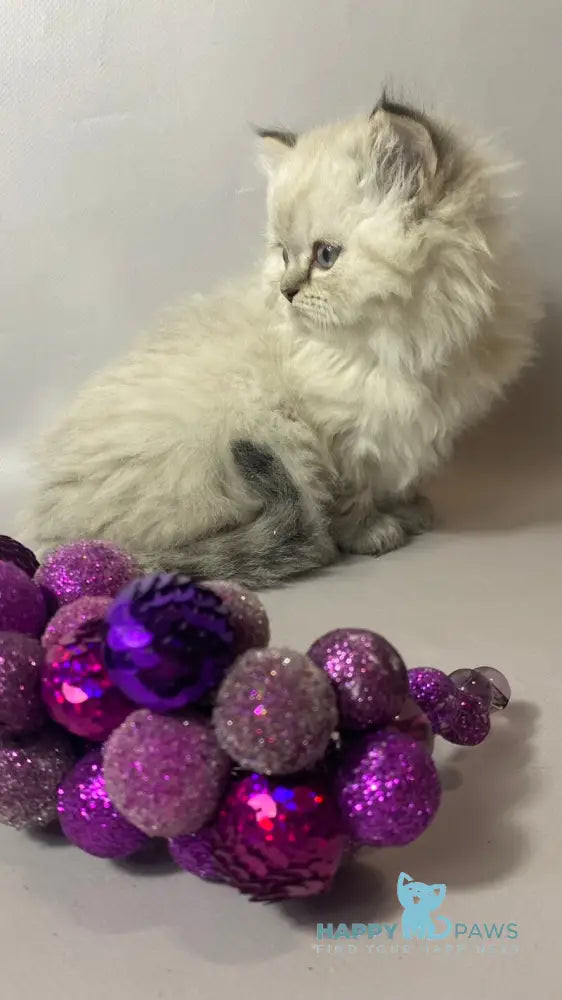 Tifani British Longhair female black silver tabby pointed live animals