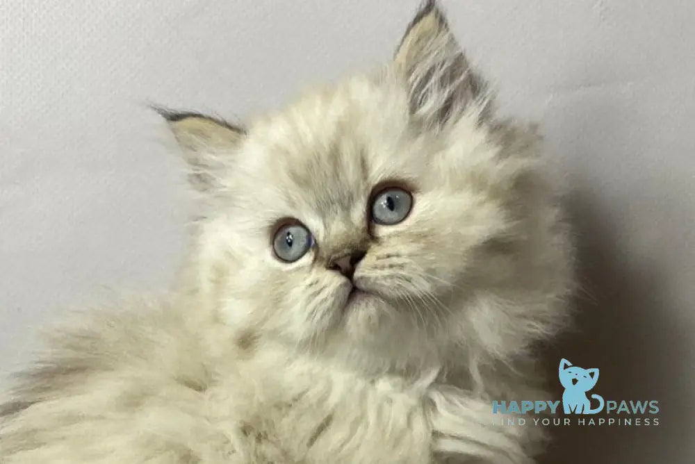 Tifani British Longhair female black silver tabby pointed live animals