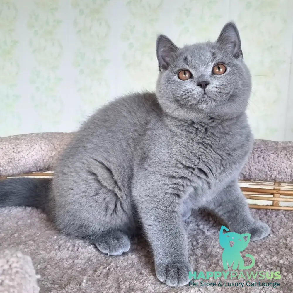 Tifani British Shorthair female blue - live animals