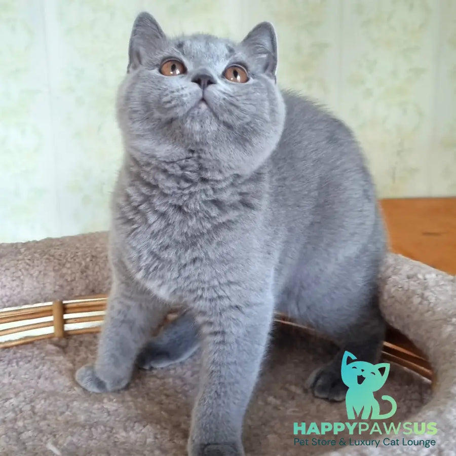 Tifani British Shorthair female blue - live animals