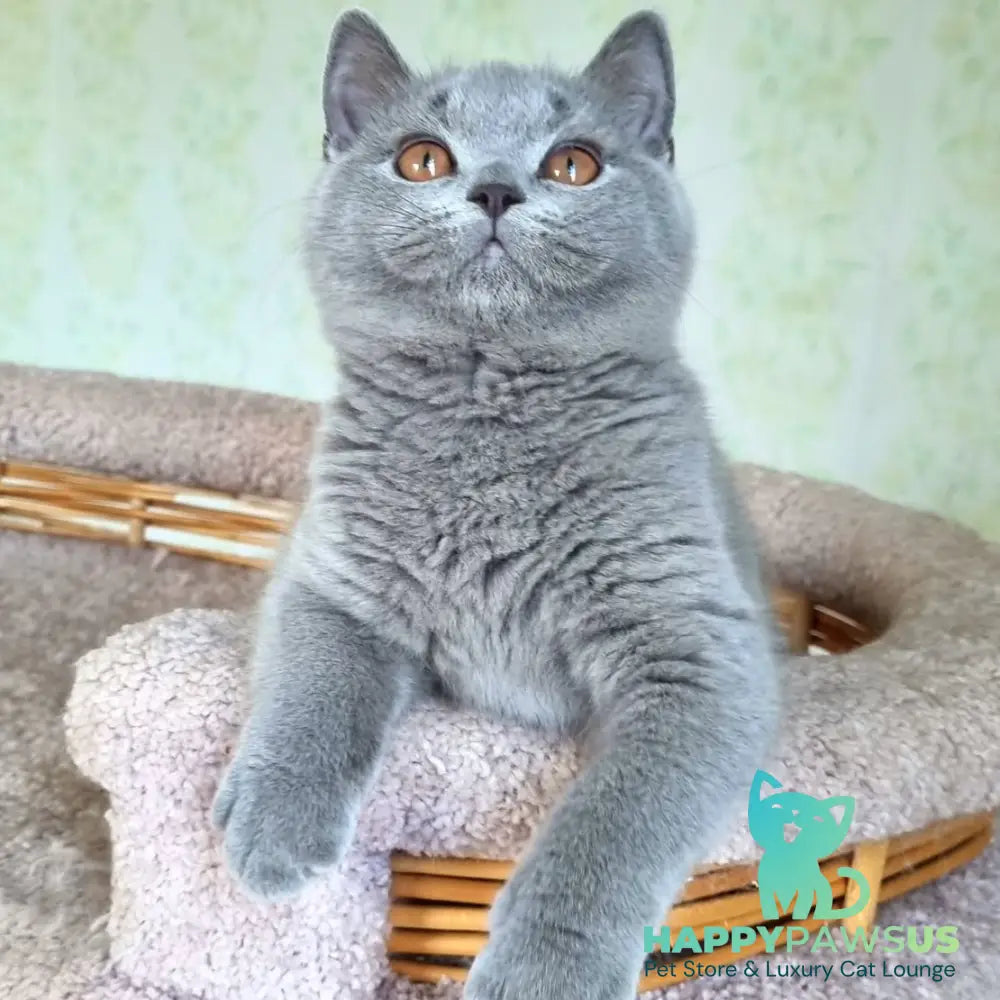 Tifani British Shorthair female blue - live animals