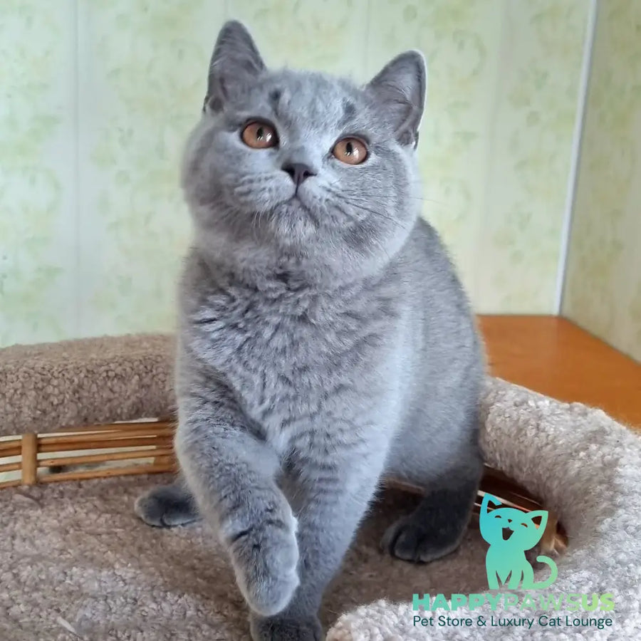 Tifani British Shorthair female blue - live animals