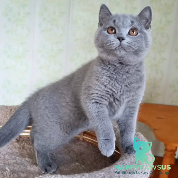 Tifani British Shorthair female blue - live animals
