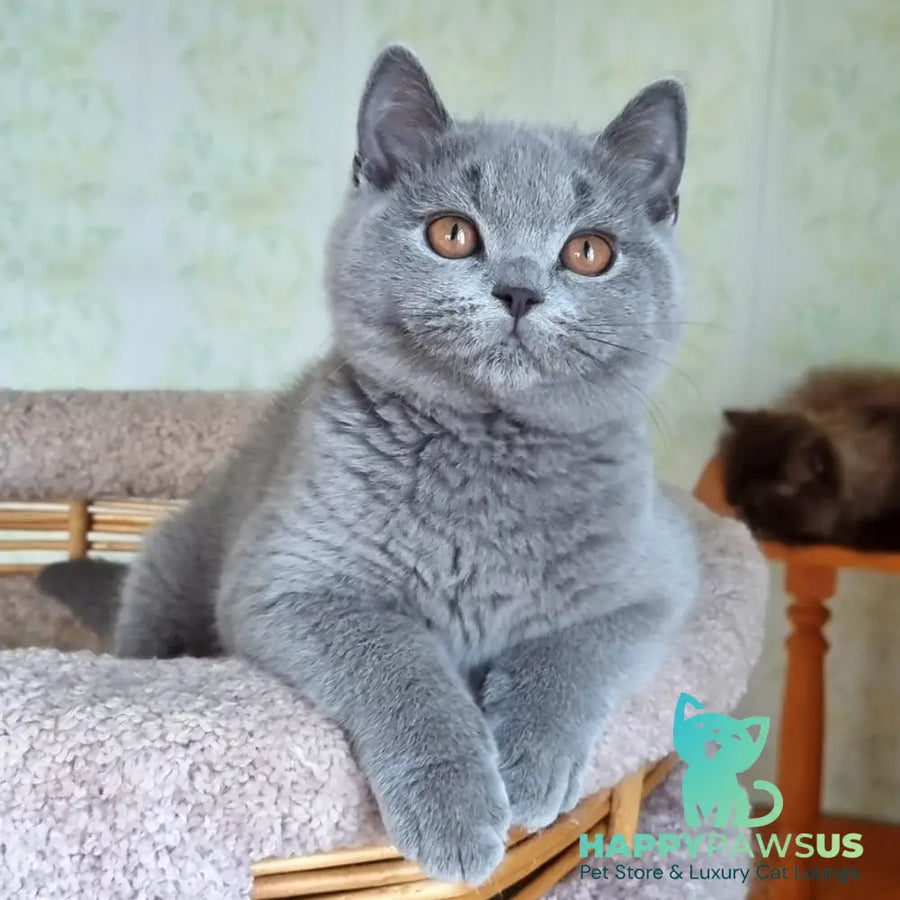 Tifani British Shorthair female blue - live animals