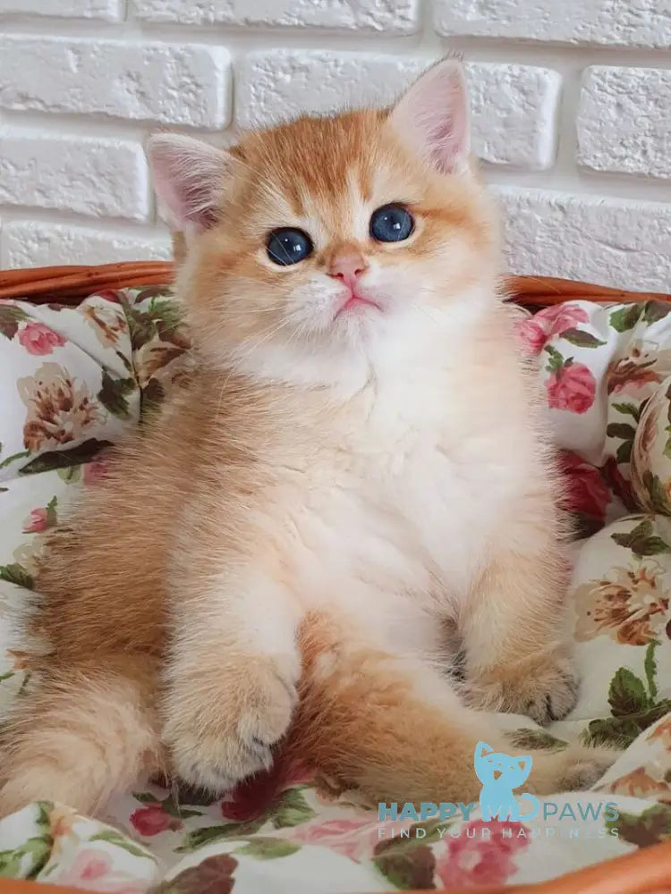 Tiffani British Shorthair female black golden chinchilla live animals