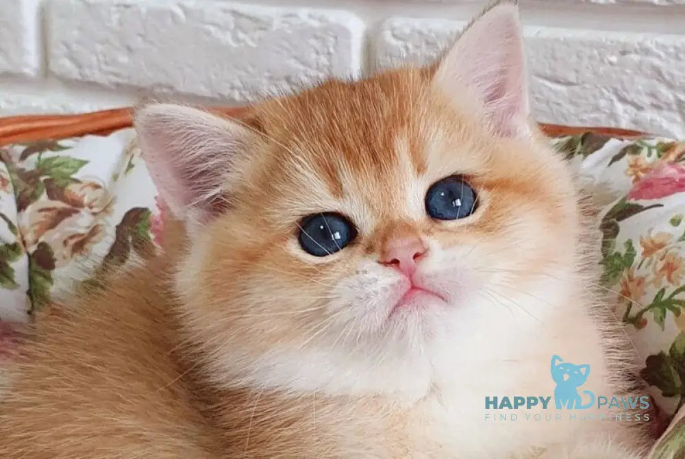 Tiffani British Shorthair female black golden chinchilla live animals