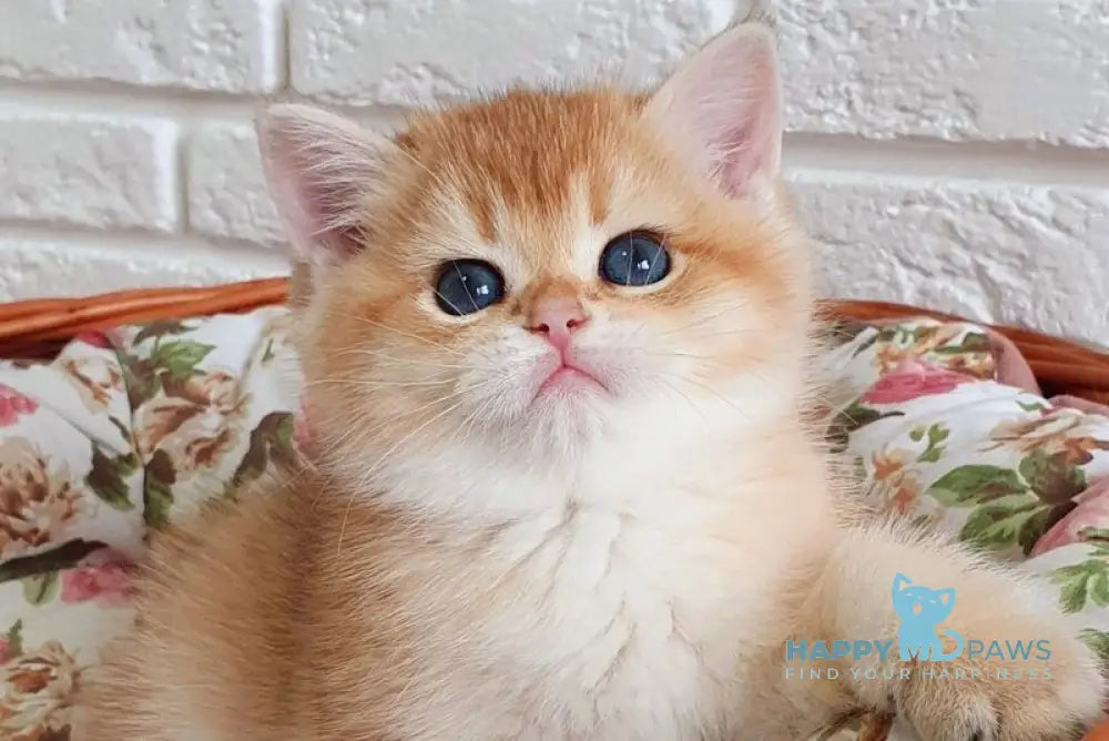 Tiffani British Shorthair female black golden chinchilla live animals