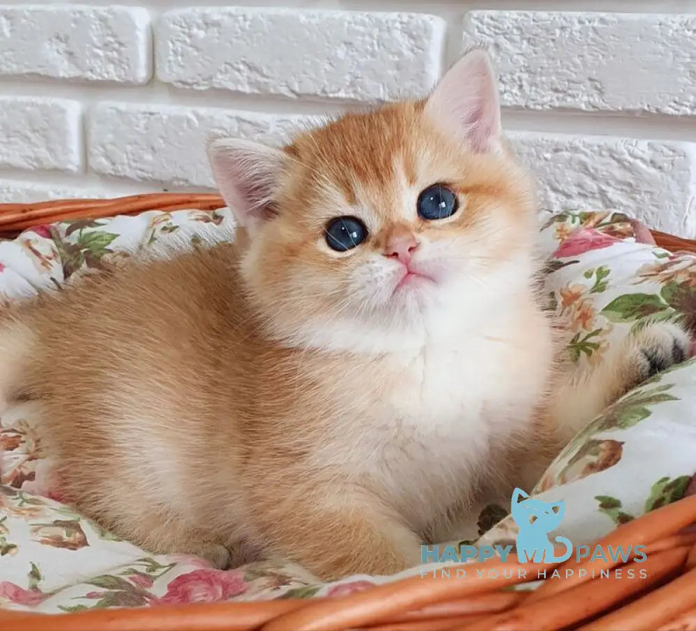 Tiffani British Shorthair female black golden chinchilla live animals