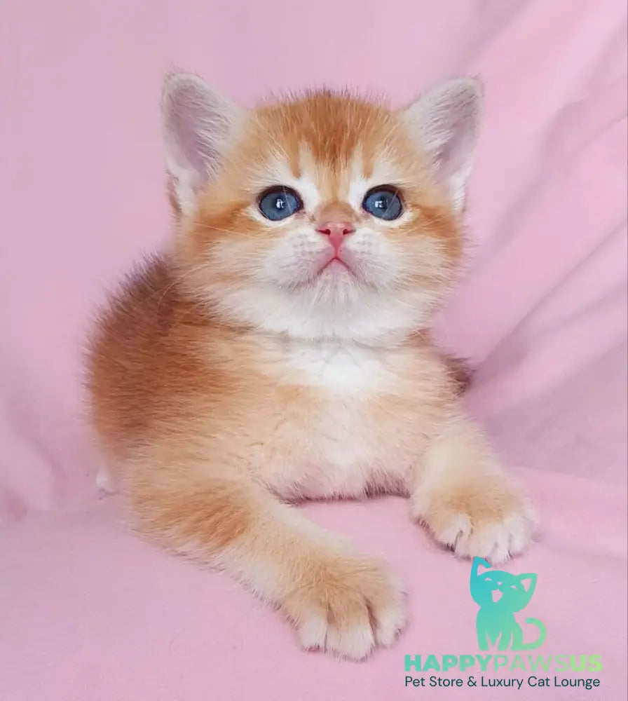 Tiffani British Shorthair female black golden chinchilla - live animals