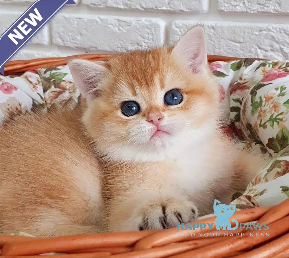Tiffani British Shorthair female black golden chinchilla live animals