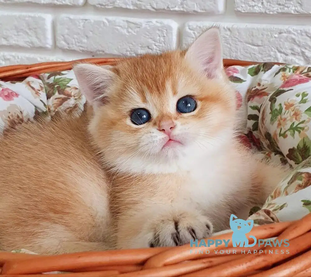 Tiffani British Shorthair female black golden chinchilla live animals