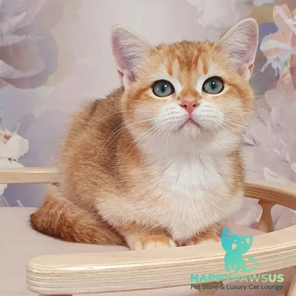 Tiffani British Shorthair female black golden chinchilla - live animals