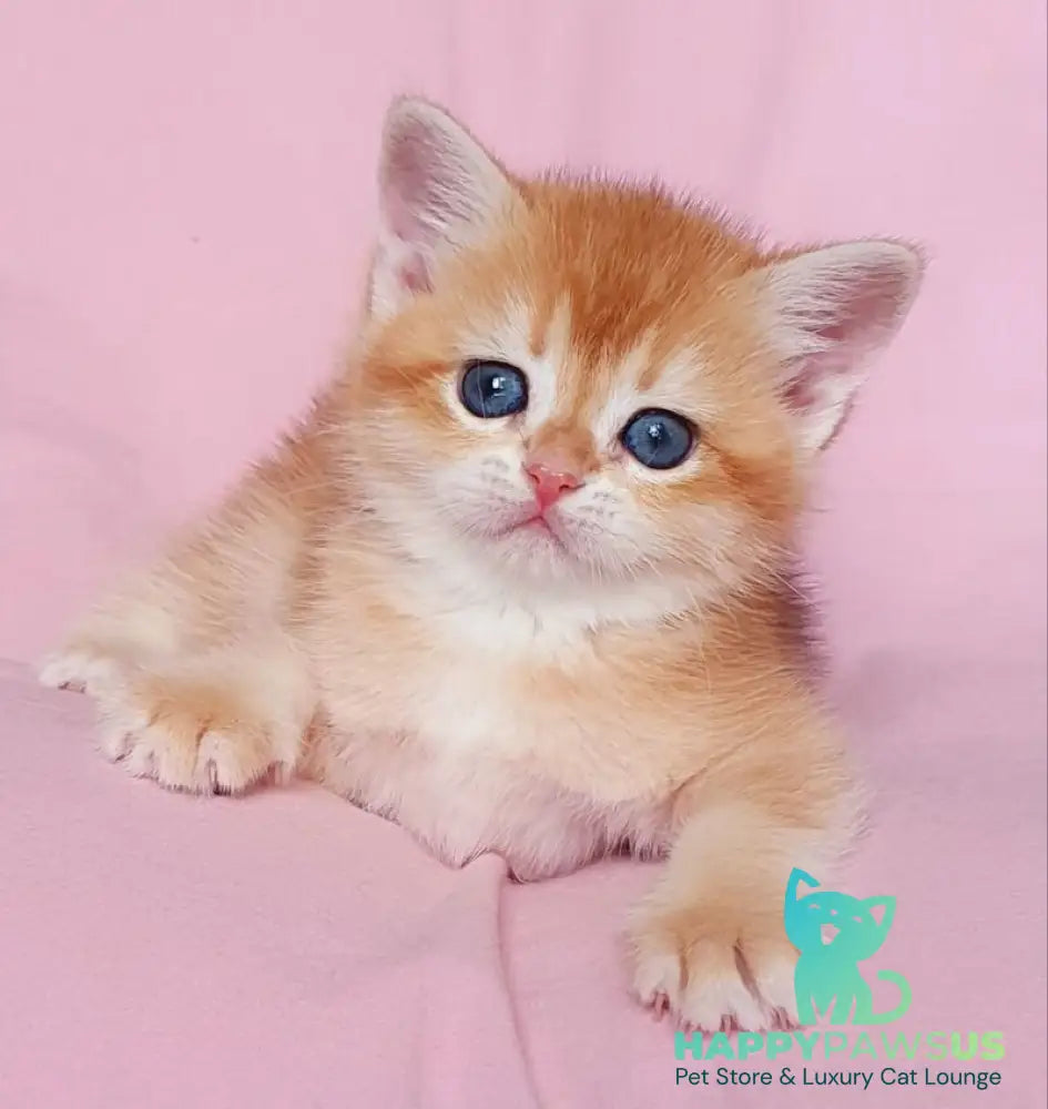 Tiffani British Shorthair female black golden chinchilla - live animals