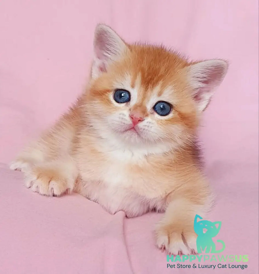 Tiffani British Shorthair female black golden chinchilla - live animals