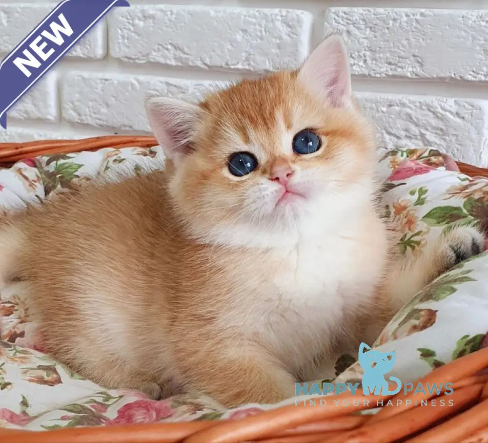 Tiffani British Shorthair female black golden chinchilla live animals