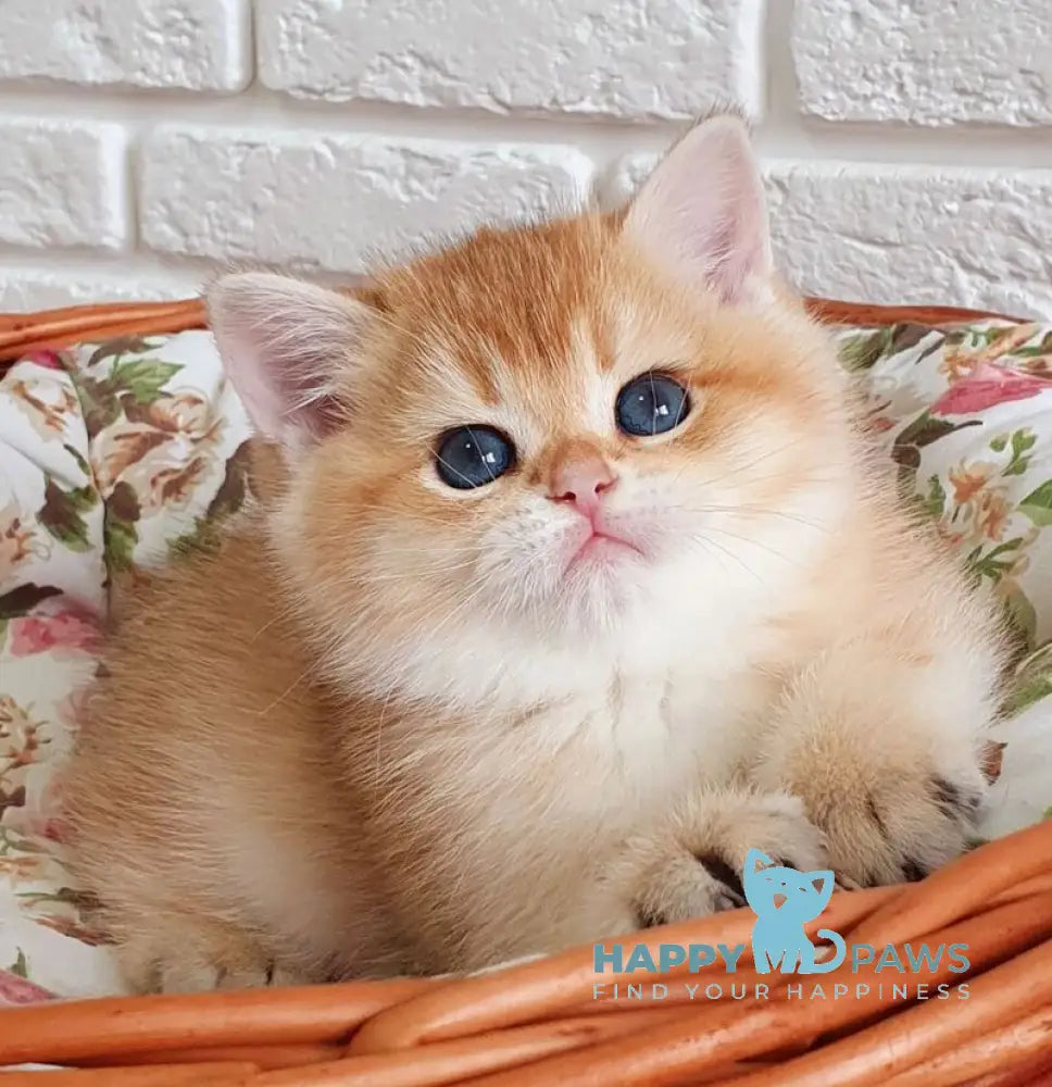 Tiffani British Shorthair female black golden chinchilla live animals