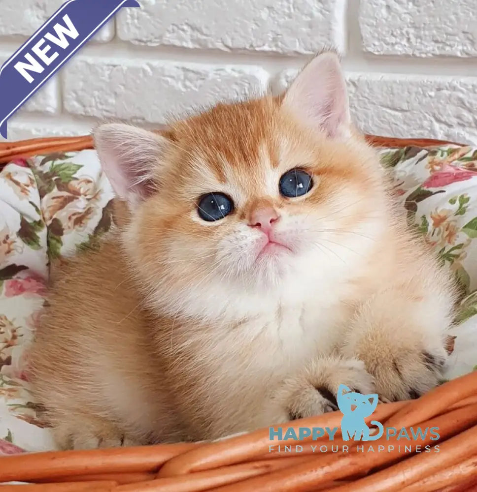 Tiffani British Shorthair female black golden chinchilla live animals