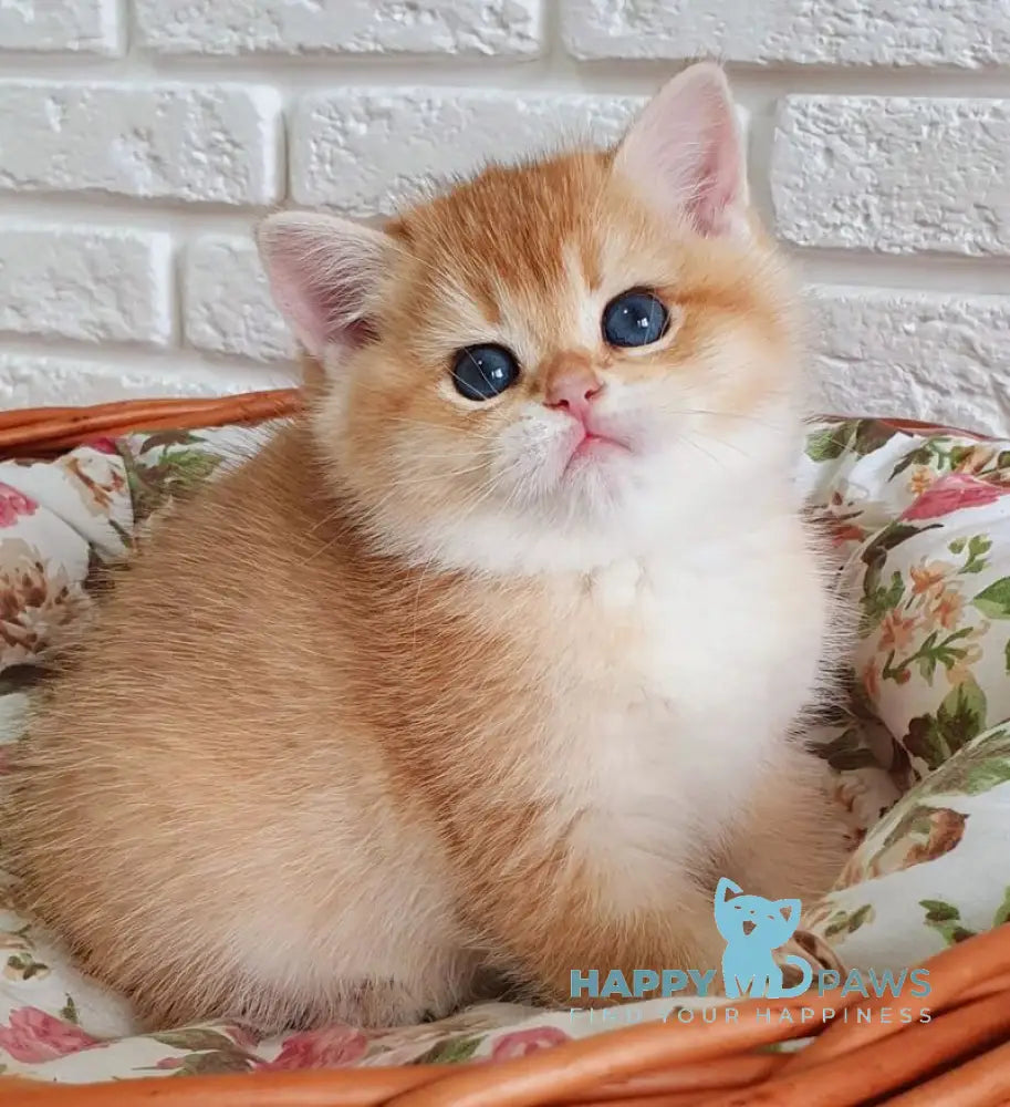 Tiffani British Shorthair female black golden chinchilla live animals