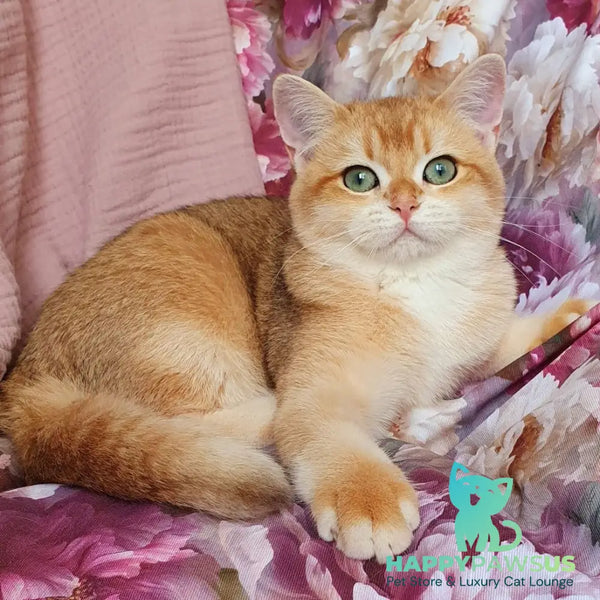 Tiffani British Shorthair female black golden chinchilla - live animals