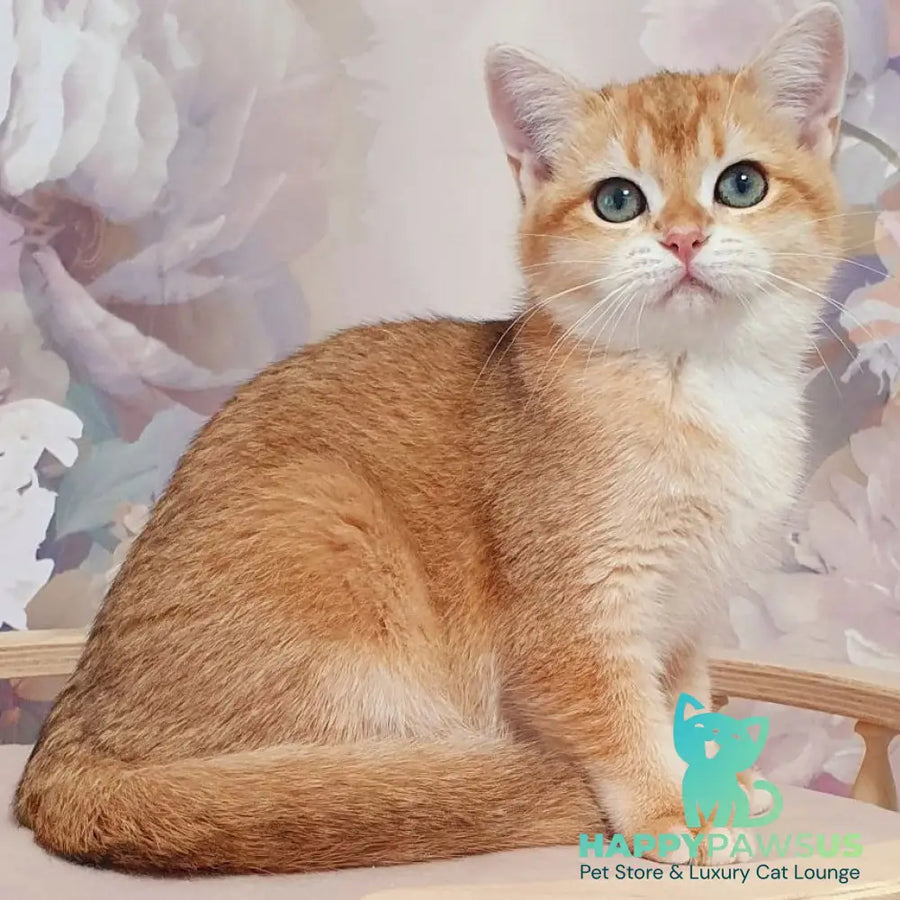 Tiffani British Shorthair female black golden chinchilla - live animals
