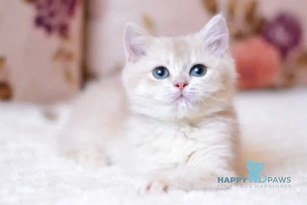 Tiffani British Shorthair female lilac golden chinchilla live animals