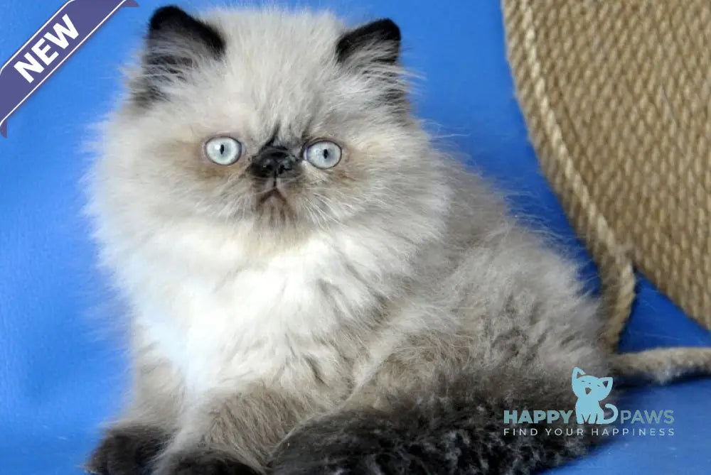 Tiffani Persian female chocolate pointed - live animals