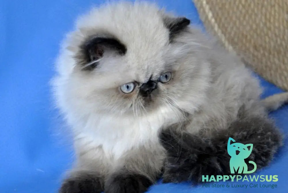 Tiffani Persian female chocolate pointed - live animals