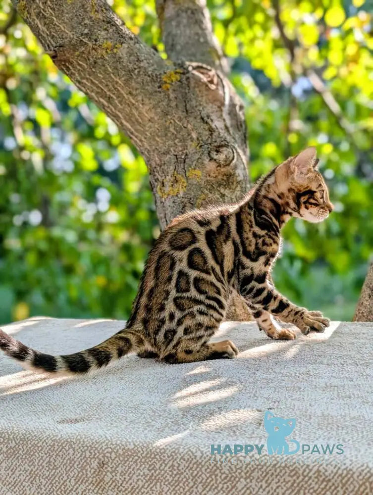 Tiffany Bengal female brown spotted tabby live animals