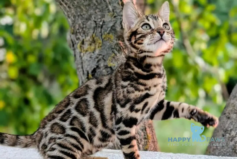 Tiffany Bengal female brown spotted tabby live animals