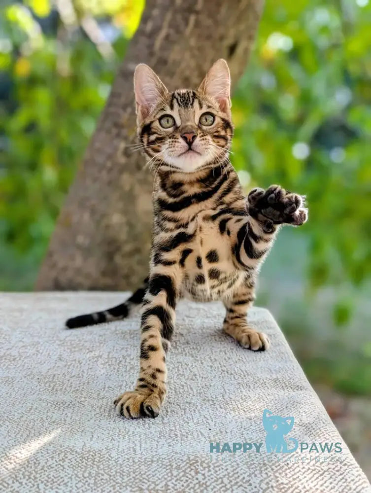 Tiffany Bengal female brown spotted tabby live animals