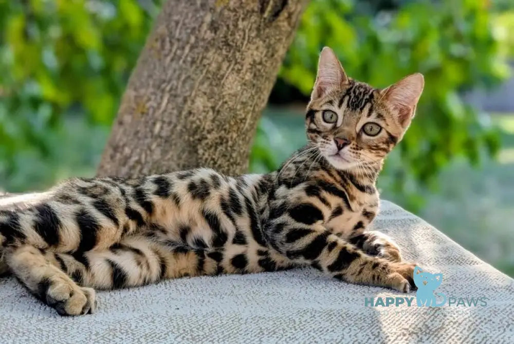 Tiffany Bengal female brown spotted tabby live animals