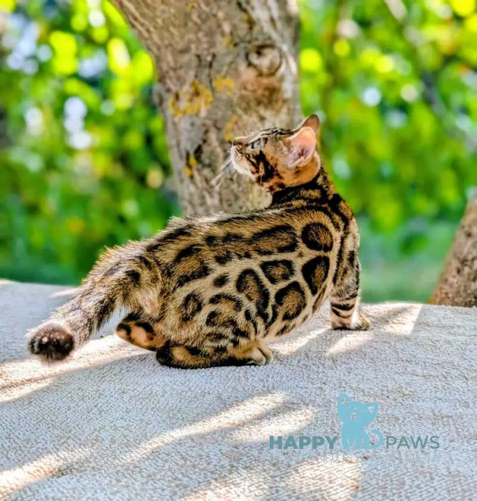 Tiffany Bengal female brown spotted tabby live animals