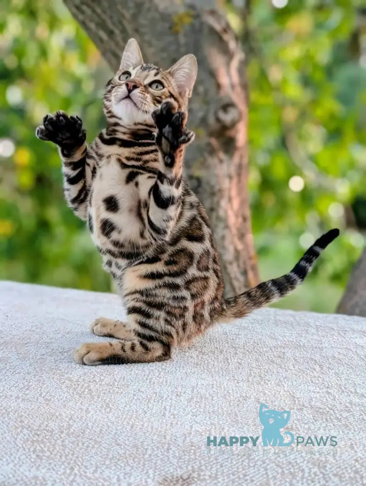 Tiffany Bengal female brown spotted tabby live animals