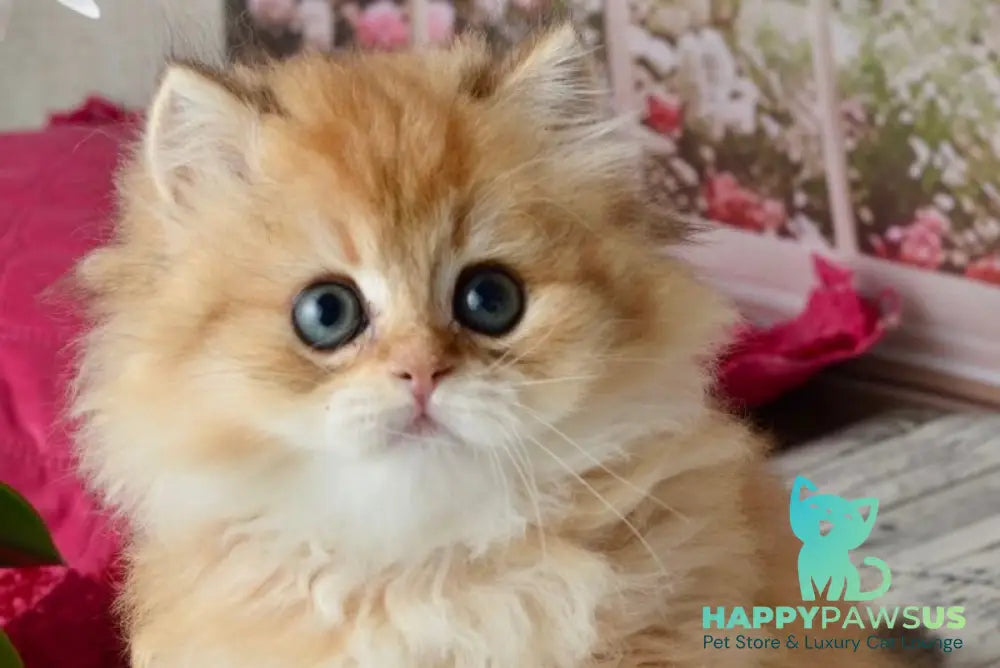 Tiffany British Longhair female black golden shaded - live animals