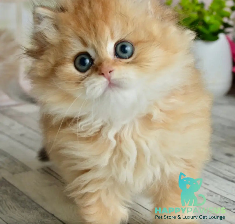 Tiffany British Longhair female black golden shaded - live animals