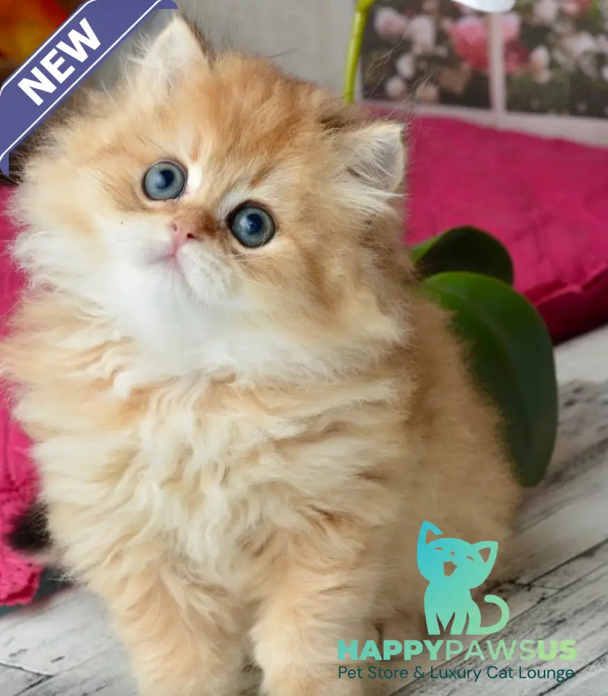 Tiffany British Longhair female black golden shaded - live animals