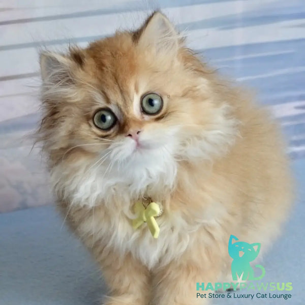 Tiffany British Longhair female black golden shaded - live animals