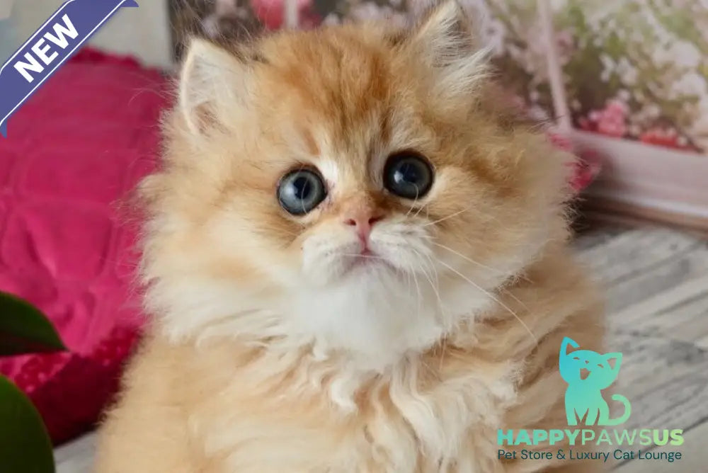 Tiffany British Longhair female black golden shaded - live animals